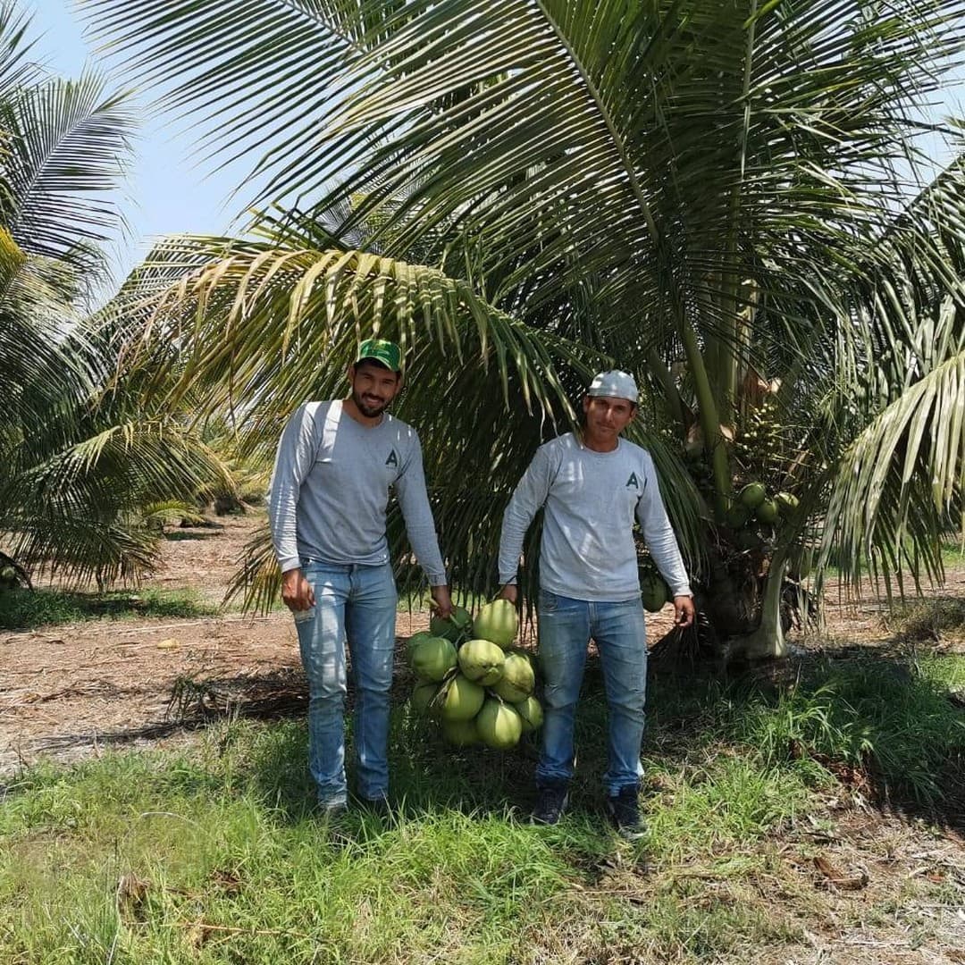 Dos miembros de nuestro equipo con cocos recién cosechados